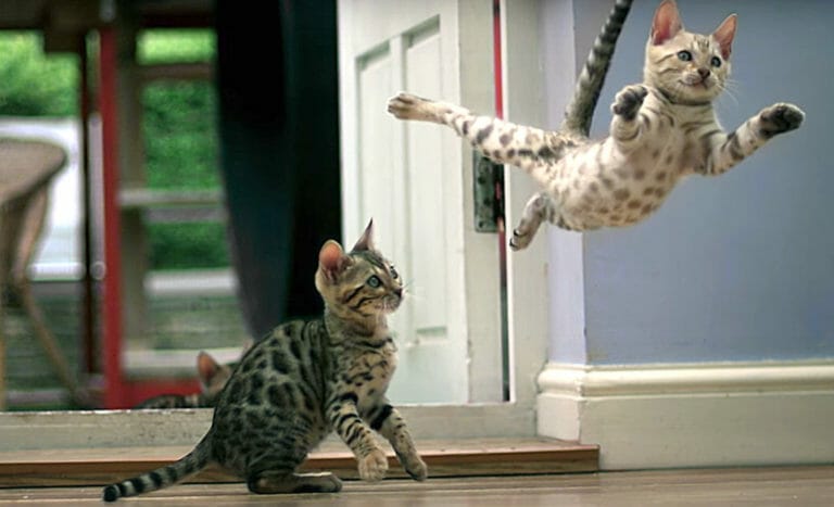 leaping kittens