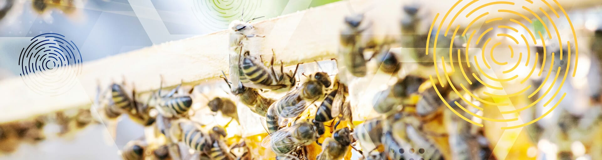 bees